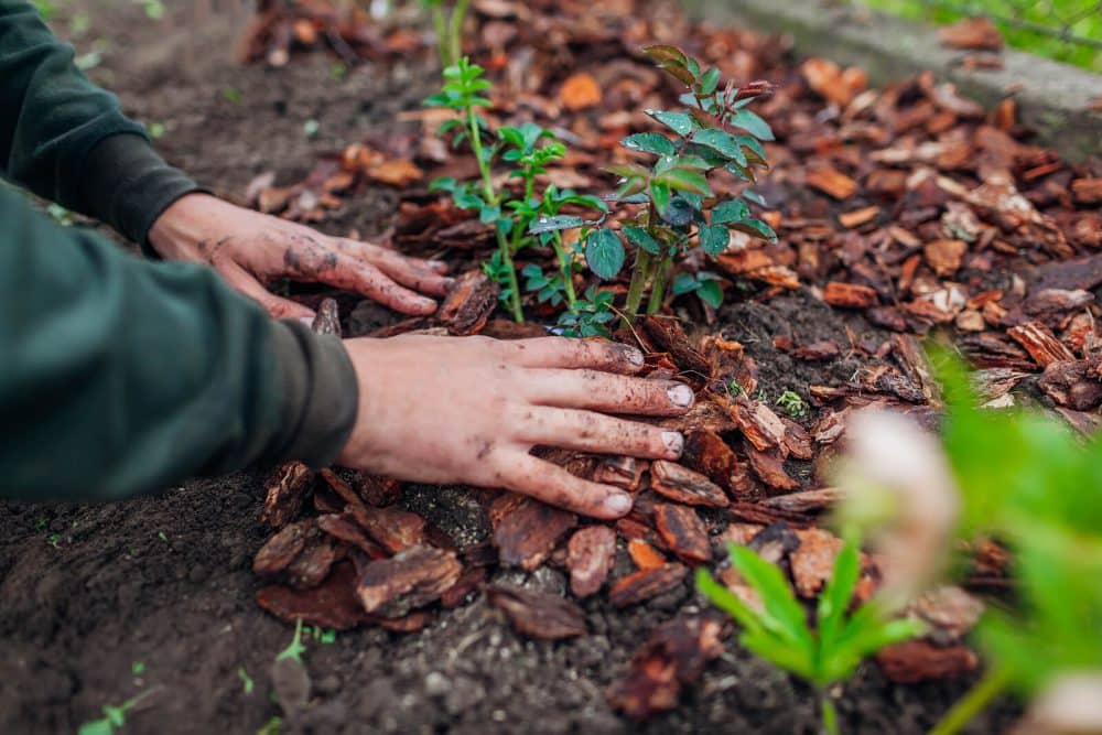 Examining the cost factors of mulch installation for efficient planning