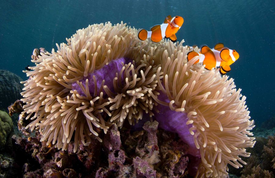 Recreating Ocean Farming: Unlocking Carbon Impounding and Climate Adaptation Pathways
