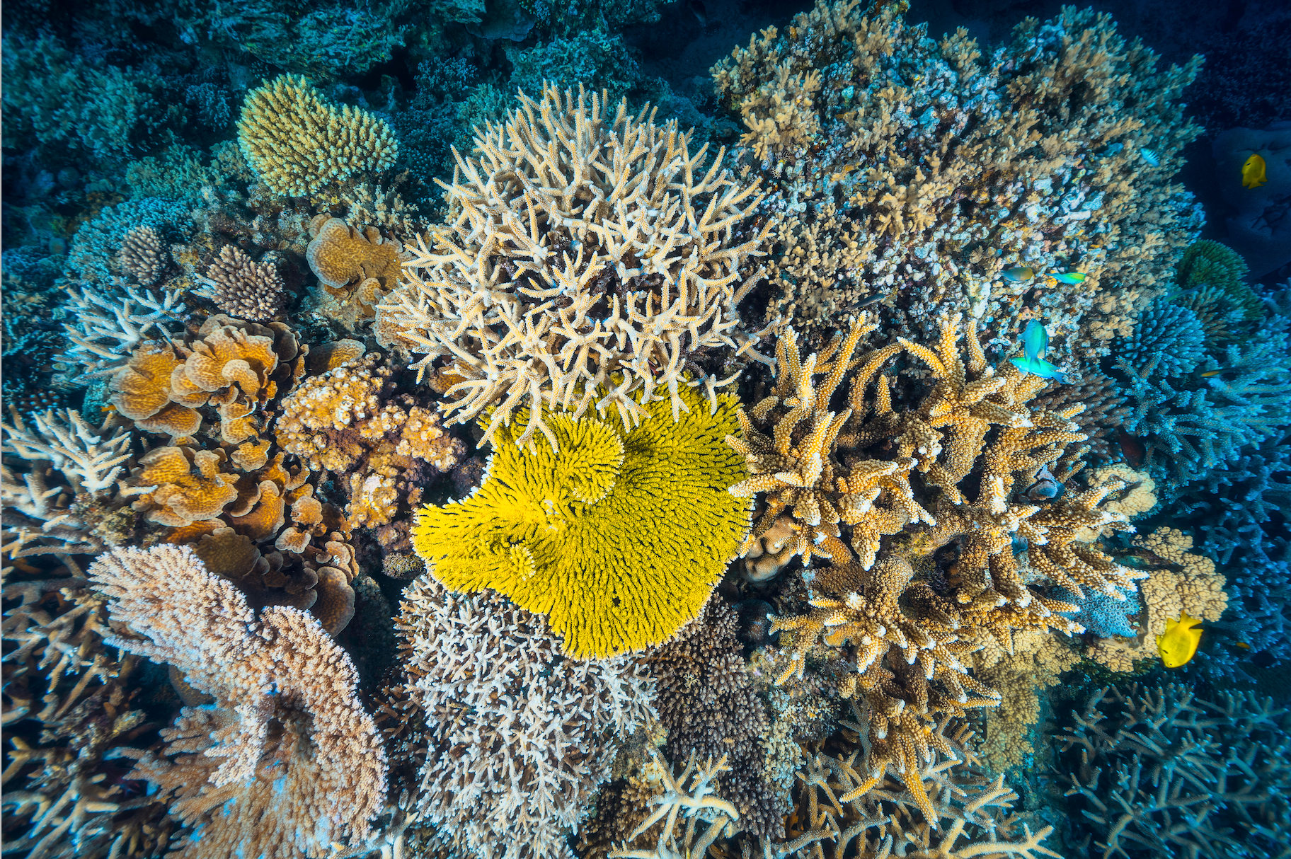 https://coralvita.co/coral-cafe/regenerative-ocean-farming/